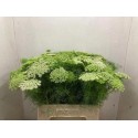 AMMI VISNAGA - M & H vd Geest Mts.
