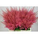 ASTIL AR ELSE SCHLUC - Amazing Astilbe by...