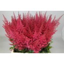 ASTIL AR PAUL GAARDE - Amazing Astilbe by...