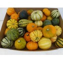 CUCURBITA (KALEBAS) - De Leeuw
