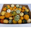 CUCURBITA (KALEBAS) - De Leeuw
