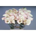 calla CAPT ROSETTE - KALLALAND