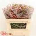 wax UN KERRYN - Arnelia