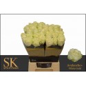 R GR AVALANCHE+ - SK Roses White Gold