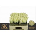 R GR AVALANCHE+ - SK Roses White Gold