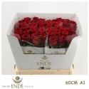 R GR RED NAOMI! - Van den Ende Legend