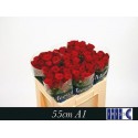 R GR RED NAOMI! - Aad Meewisse Roses