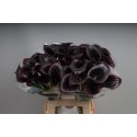 calla Cantor noir - KALLALAND