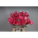 calla CAPT ROMANCE - KALLALAND