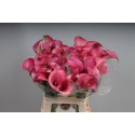 calla CAPT ROMANCE - KALLALAND