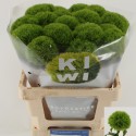 poete KIWI MELLOW - Peter van der Voort...