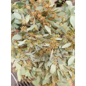 euca populus graine - midi