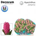 jacynthe JOHANNA - Van Noort Hyacinten