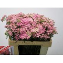 ACHIL M LILAC BEAUTY - Th.C. Prins