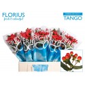 hypericum COCO TANGO - Florius BV