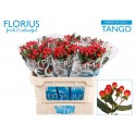 hypericum COCO TANGO - Florius BV