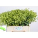 ALCHEM M ROBUSTICA - van Aert Flowers