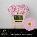 germini BABBLE - Summit Klondike Gardens