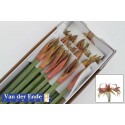 amaryllis SP TANGO - Kwekerij van der Ende...