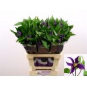 Clematis (Integrifolia Grp) Amazing Oslo -...