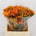 piment ORANGE FIRE - Rosco Flora