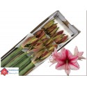 amaryllis GA REVELATION - Havenaar Amaryllis