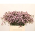 Limonium Safora Oshi Pink - Beauty Line
