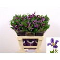 Clematis (Diversifolia Grp) Blue Pirouette...