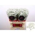 Gypsophila paniculata Xlence - Marginpar...