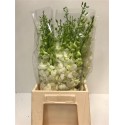 DENDR M POMP WIT - Ter Haar Ornamental Fl