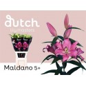 lilium MALDANO - Dutch Lily Masters