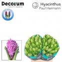 jacynthe PAUL HERMANN - Van Noort Hyacinten