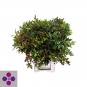 QUERC PALUSTRIS - Jack Nouws BV