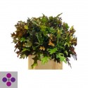 QUERC PALUSTRIS - Jack Nouws BV