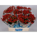 hypericum Coco Rio - Florius BV