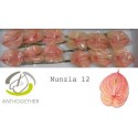 anthurium NUNZIA - Anthogether Spek Flowers