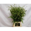 CHASM LATIFOLIUM - YZM Lev Flowers Ltd