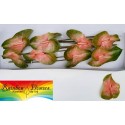 anthurium AVO GABRIELLA - Rainbow Flowers
