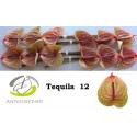 anthurium TEQUILA - Anthogether Oosterzon