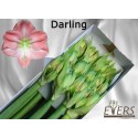 amaryllis GA DARLING - Kwekerij Evers