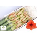 amaryllis GA DESIRE - Amaranthos Flowers