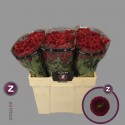CHR S AAA PURPET RED - Zentoo