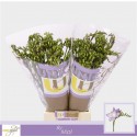 freesia Delta River bleu - UNICGOLD Mol...