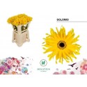 GE KV GPA SOLOMIO - Holstein Flowers