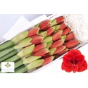 amaryllis GA FERRARI - Amaranthos Flowers