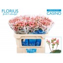 hypericum COCO CASINO - Florius BV