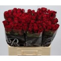 R GR Madam Red rge - Bloomingdale Roses