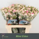 R branchue Mimi Eden - Kwekerij de Opstal VOF