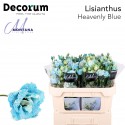 Lisianthus Dye heavenly blue - Montana...