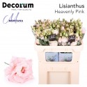 Lisianthus Dye heavenly pink - Montana...